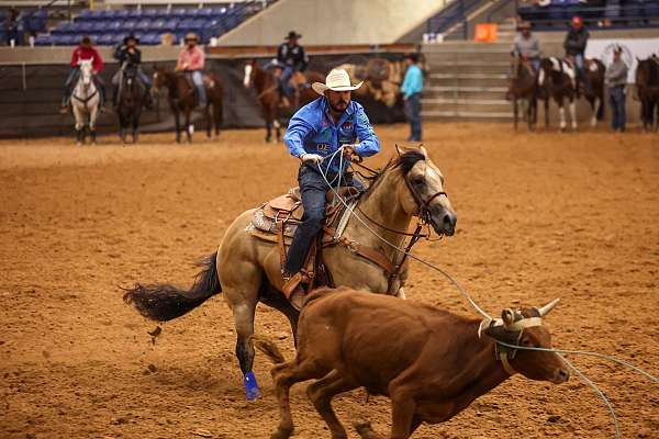 trail-quarter-horse