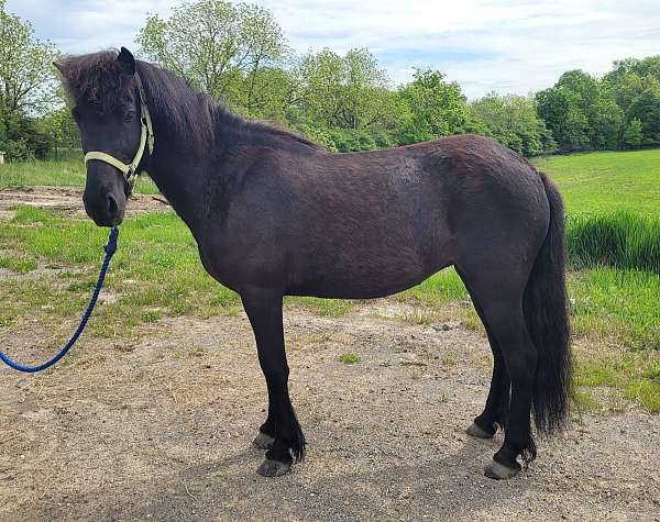 breeding-program-icelandic-horse