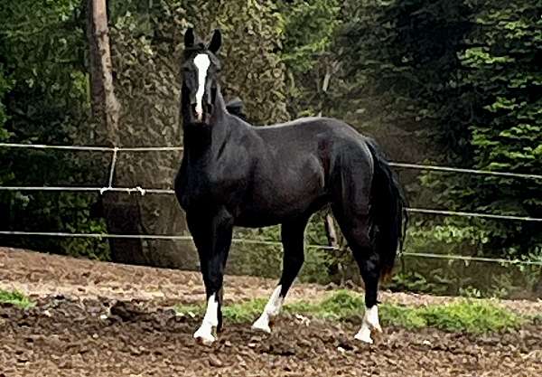 blaze-socks-horse