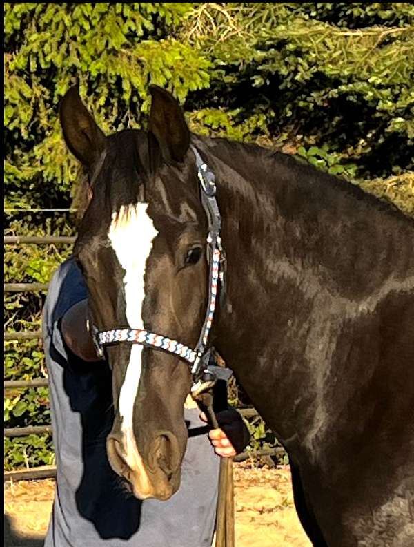 black-blaze-socks-horse