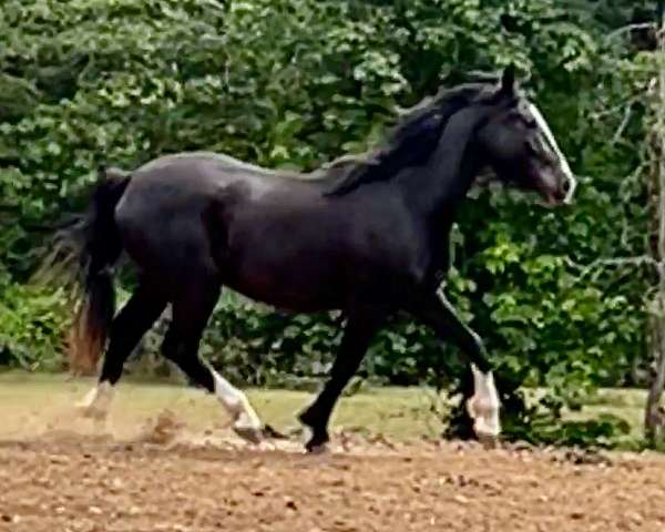 draft-cross-warmblood-horse