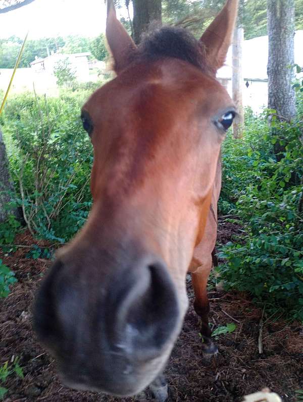 good-deal-arabian-horse