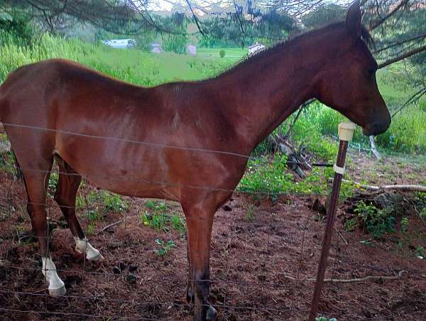 over-the-fence-arabian-horse