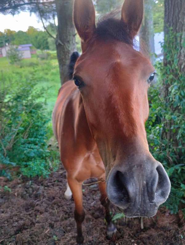 shorter-arabian-horse