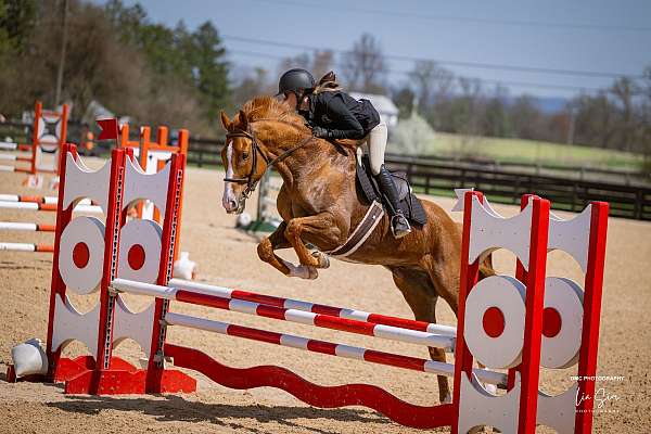 all-around-thoroughbred-horse