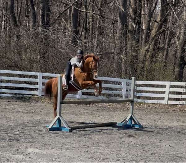 athletic-thoroughbred-horse