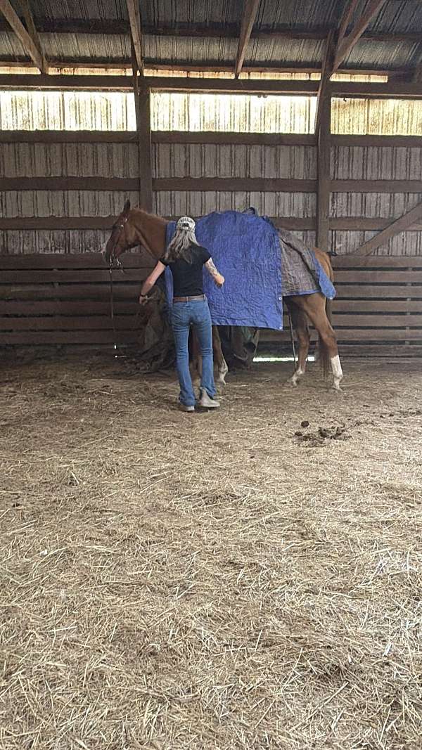 barrel-racing-thoroughbred-horse