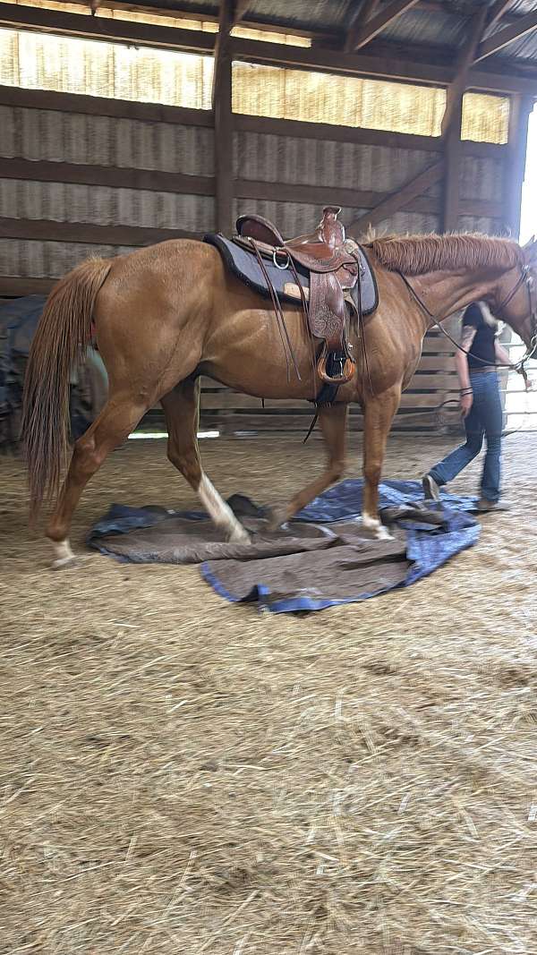 equitation-thoroughbred-horse