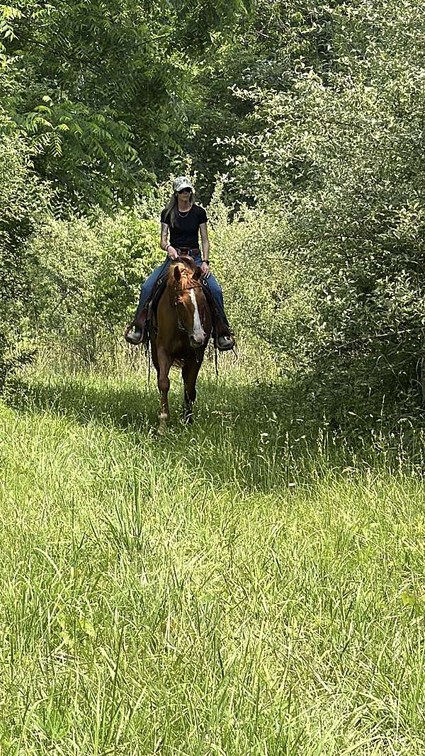 barrel-thoroughbred-horse