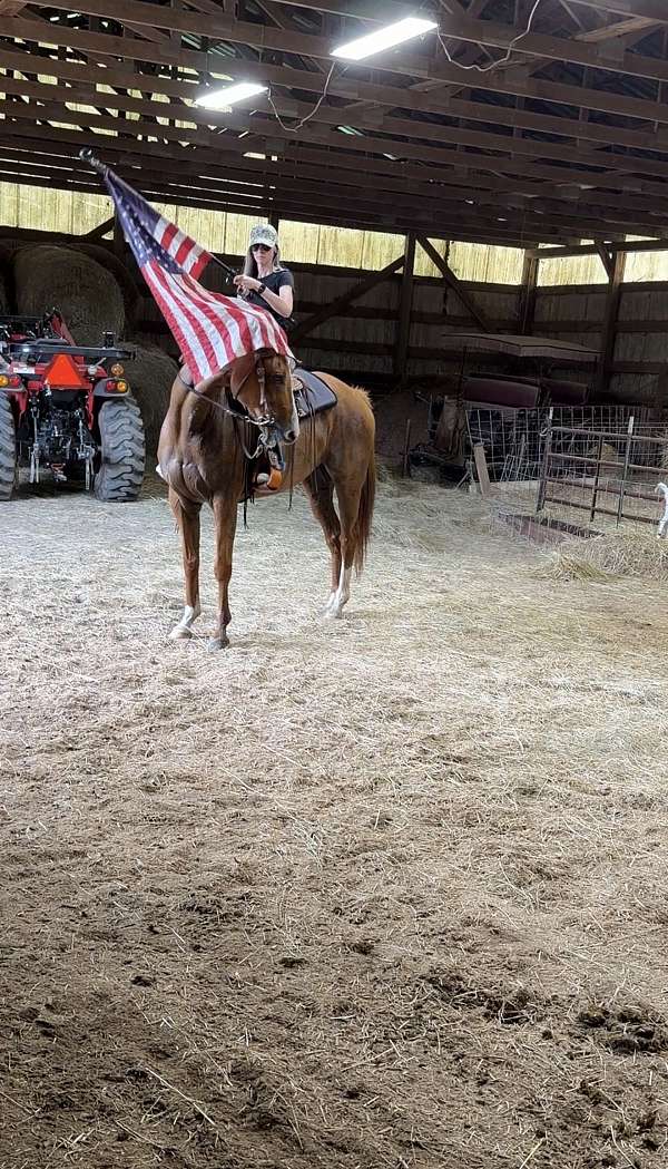 eventing-thoroughbred-horse