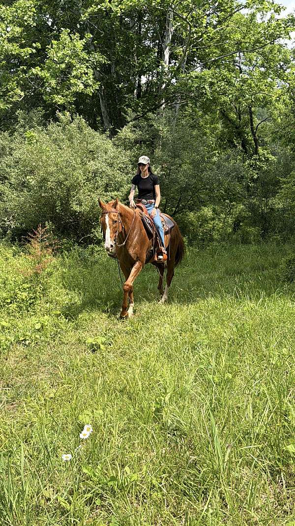 meter-jumper-thoroughbred-horse