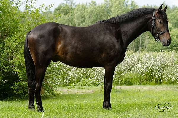dressage-belgian-oldenburg-horse