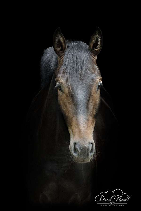 sport-belgian-oldenburg-horse