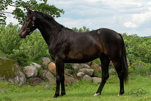 hunter-belgian-oldenburg-horse