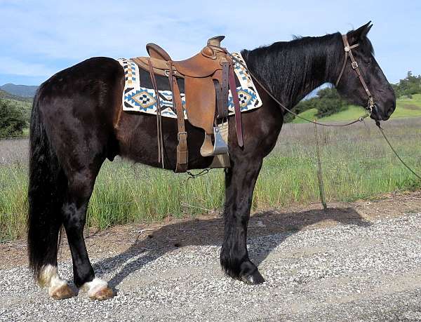 all-around-quarter-horse