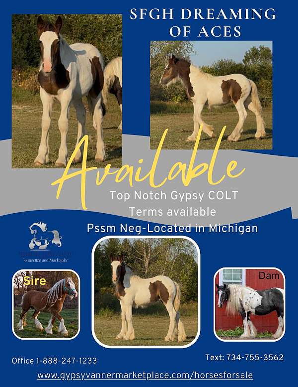 match-gypsy-vanner-horse