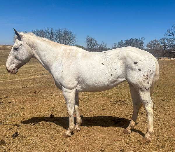 classical-appaloosa-pony