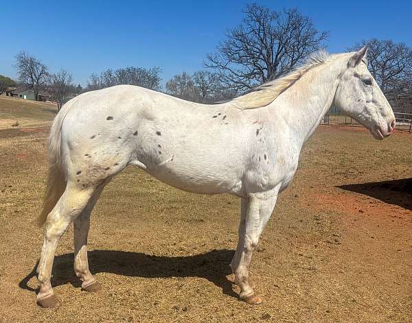 mounted-patrol-appaloosa-pony