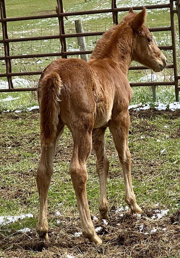 boston-mac-filly