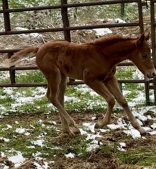 docs-solano-horse