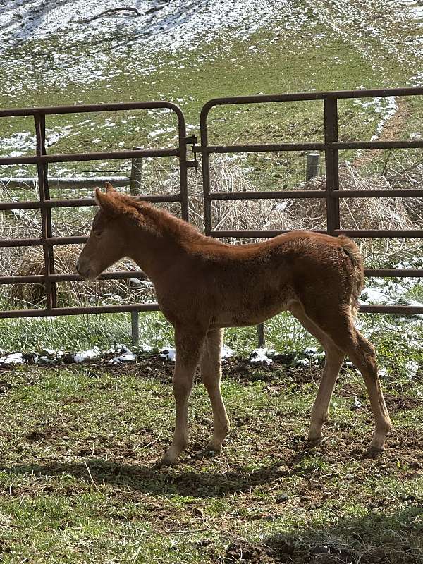 painted-jewel-filly