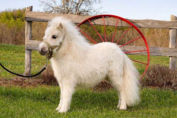 palomino-miniature-filly