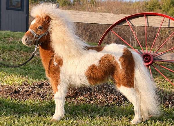 miniature-spotted-filly