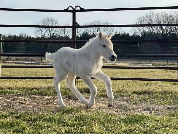 nfhr-fjord-colt