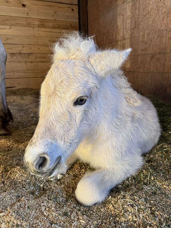 and-temperament-fjord-horse