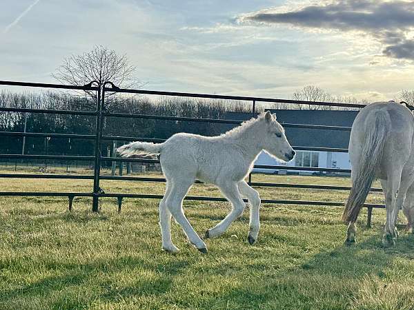 approved-fjord-horse