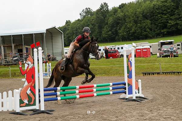 halter-pony-thoroughbred-horse