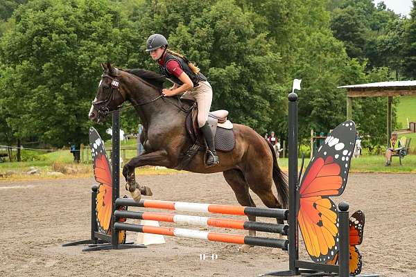 jumper-pony-thoroughbred-horse