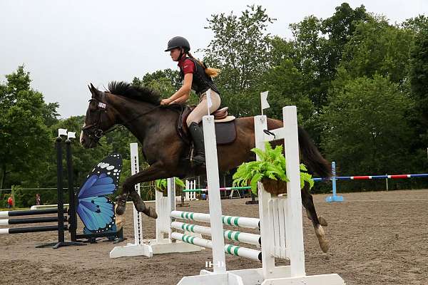 kid-safe-pony-thoroughbred-horse