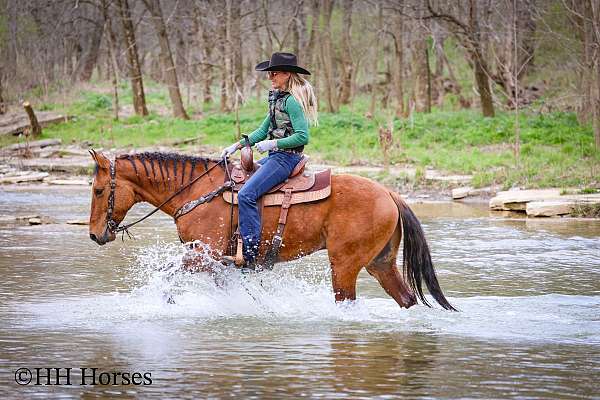 all-around-quarter-horse