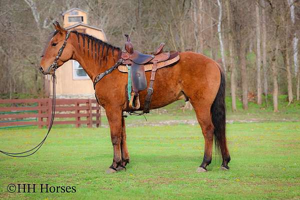 athletic-quarter-horse