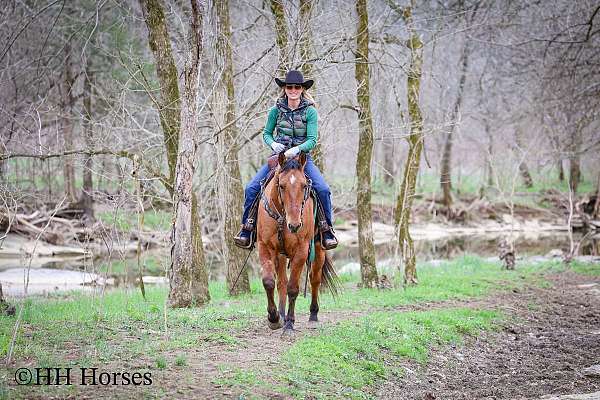 drill-team-quarter-horse