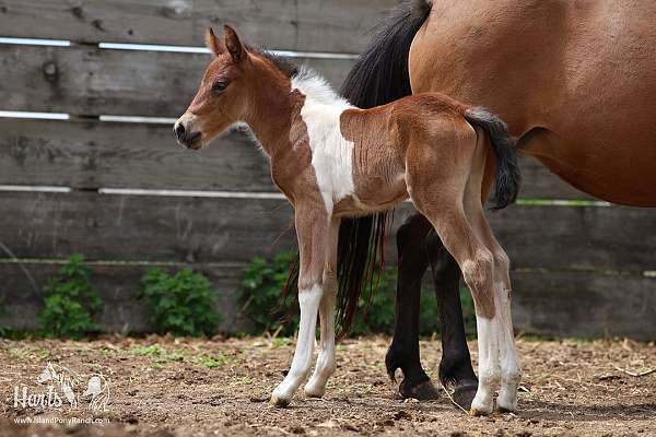 all-around-natural-horsemanship-training-chincoteague-pony