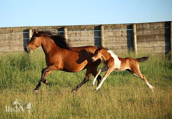 foal-chincoteague-pony