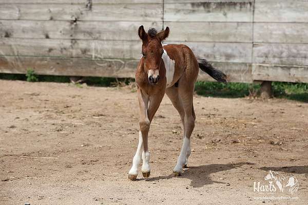 and-temperament-chincoteague-pony