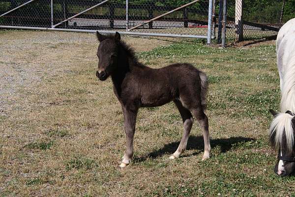 black-white-appaloosa-miniature-colt-stallion