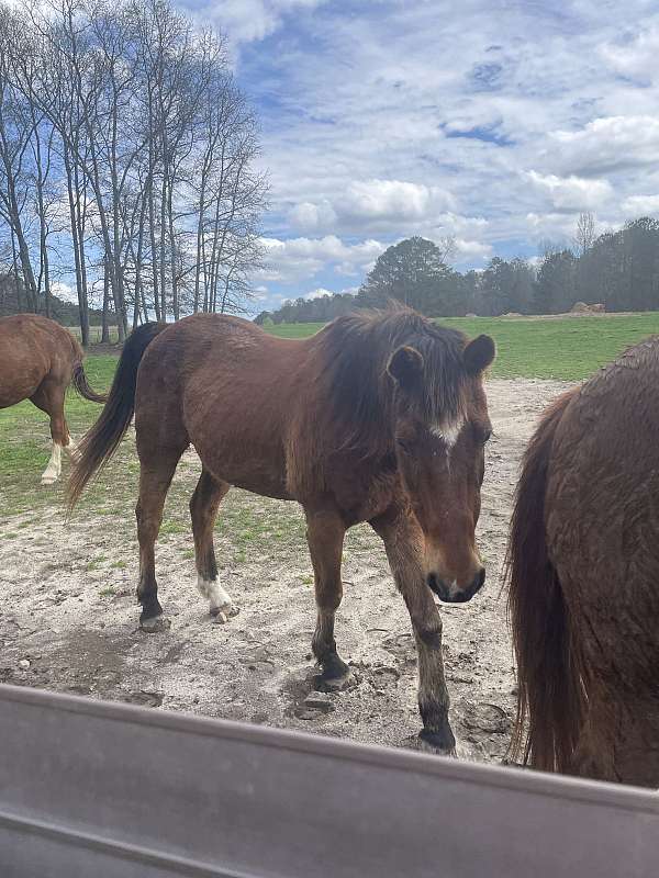 companion-quarter-pony