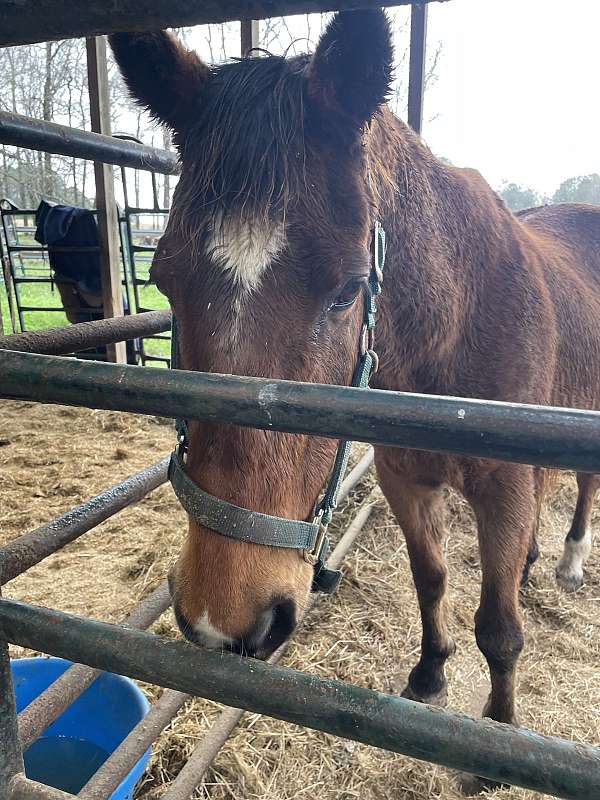 trail-quarter-pony