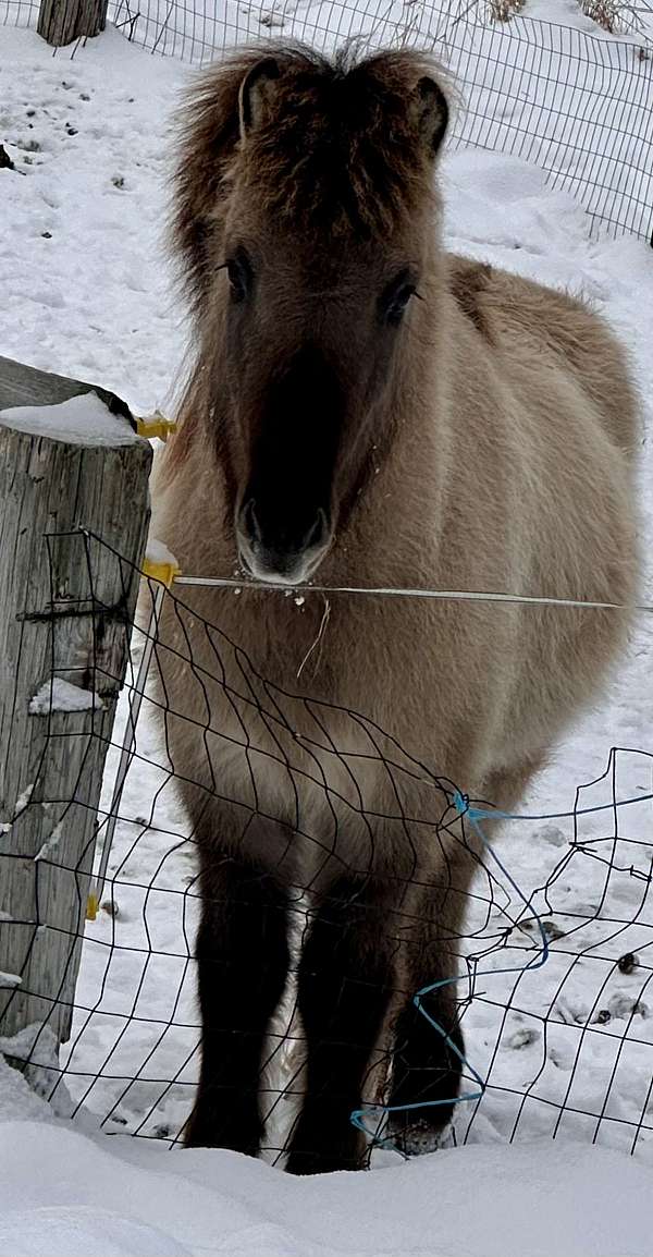 12-hand-icelandic-colt