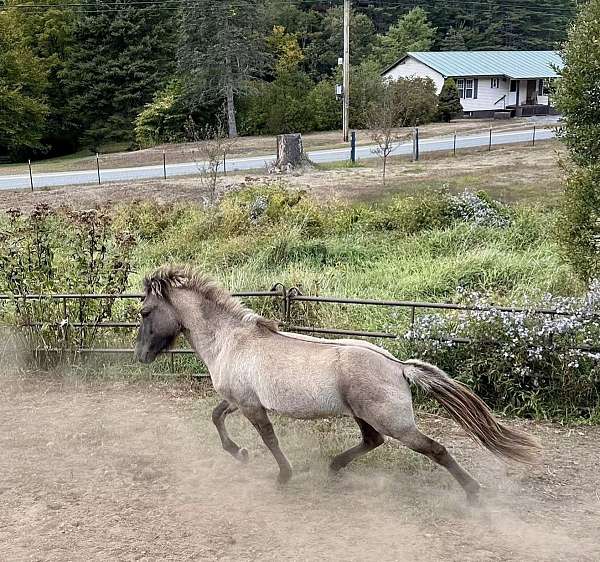 creek-icelandic-horse