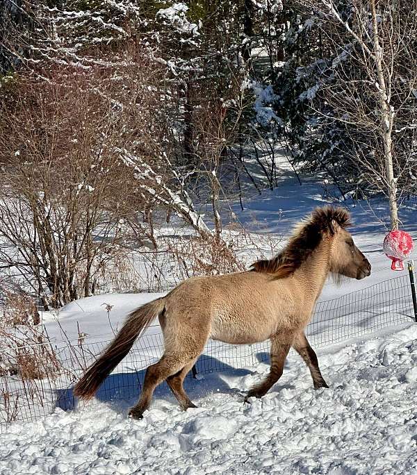 dun-colt-icelandic-horse
