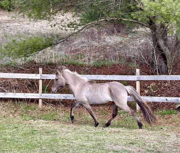 dun-solid-horse