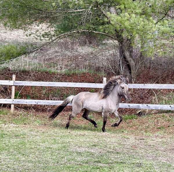 all-around-dun-factor-icelandic-horse
