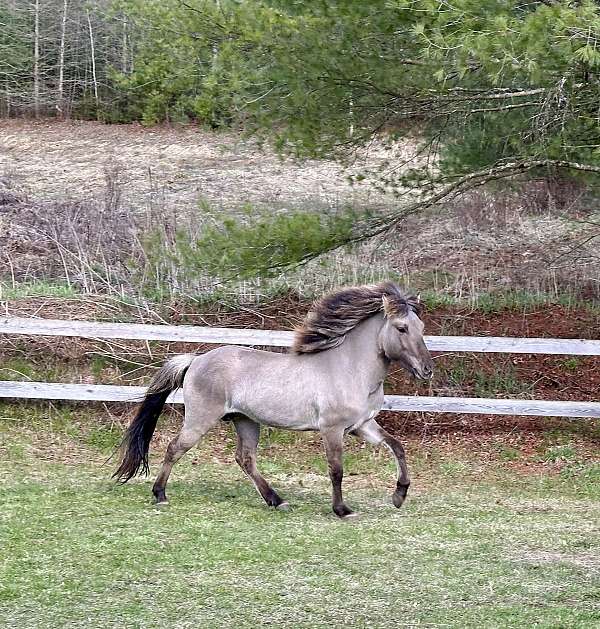 dun-icelandic-colt