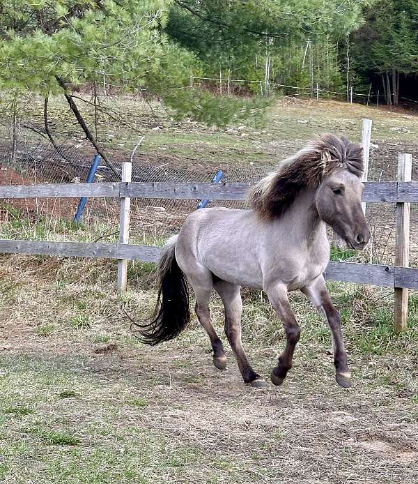 dun-all-around-factor-horse