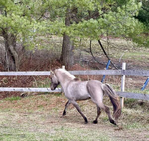 all-around-dun-factor-colt